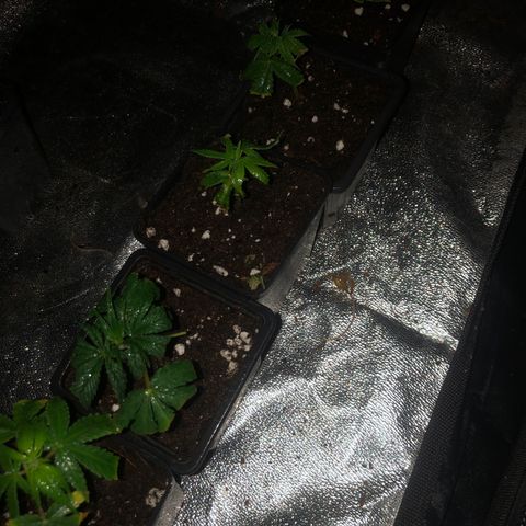 Lsd féminise growlog timeline photo