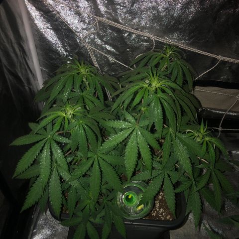 Lsd féminise growlog timeline photo