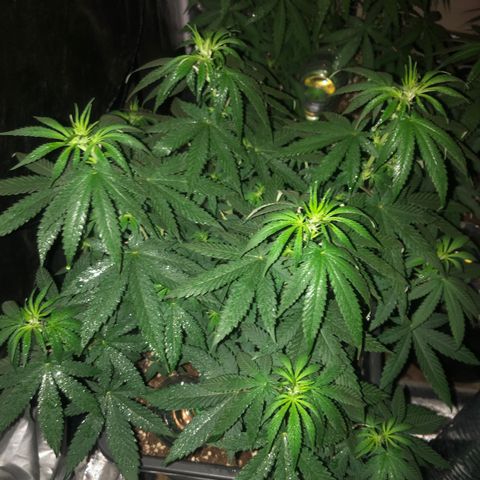 Lsd féminise growlog timeline photo