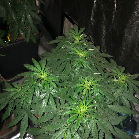 Lsd féminise growlog timeline photo
