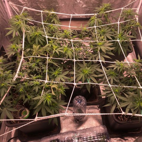 Lsd féminise growlog photo: Défoliation 2