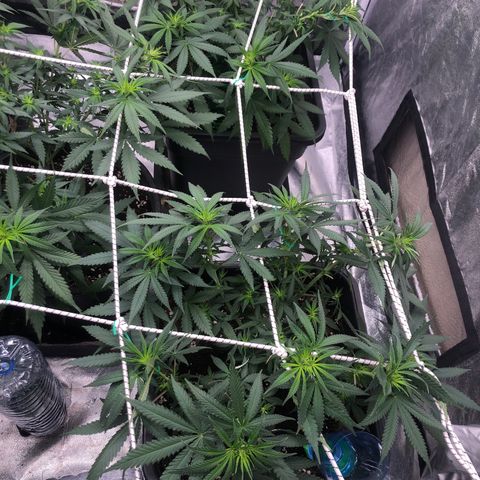 Lsd féminise growlog photo: Défoliation 2