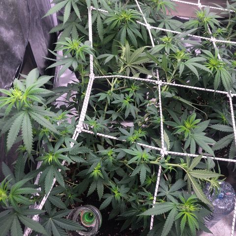 Lsd féminise growlog photo: Défoliation 2