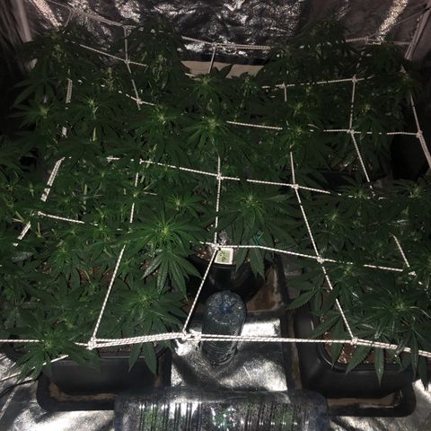 Lsd féminise growlog timeline photo
