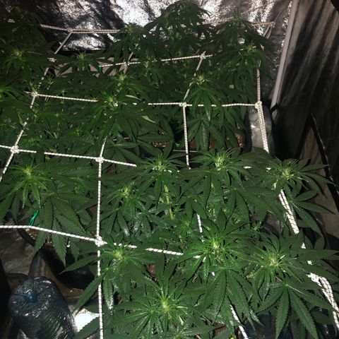 Lsd féminise growlog timeline photo