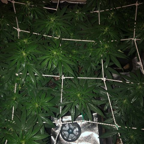 Lsd féminise growlog timeline photo