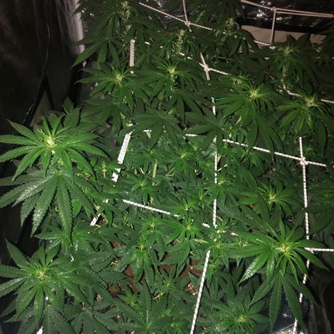 Lsd féminise growlog timeline photo