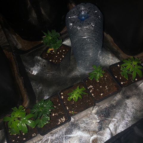 Lsd féminise growlog timeline photo
