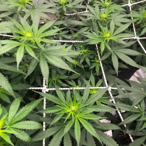 Lsd féminise growlog timeline photo
