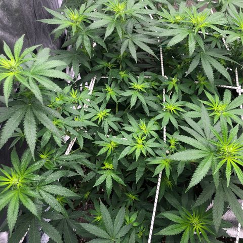 Lsd féminise growlog timeline photo