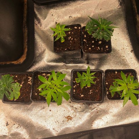 Lsd féminise growlog timeline photo