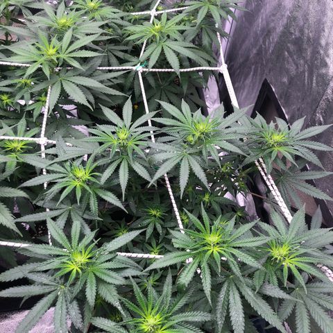 Lsd féminise growlog timeline photo
