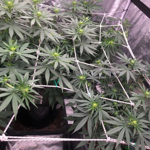 Lsd féminise growlog timeline photo