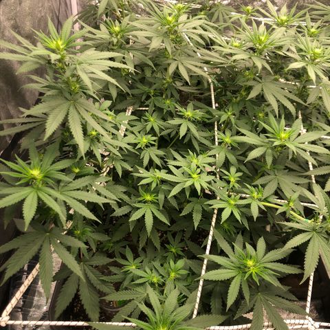 Lsd féminise growlog timeline photo