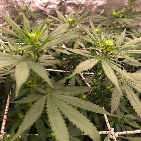 Lsd féminise growlog timeline photo