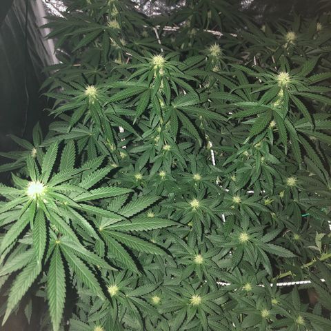 Lsd féminise growlog timeline photo