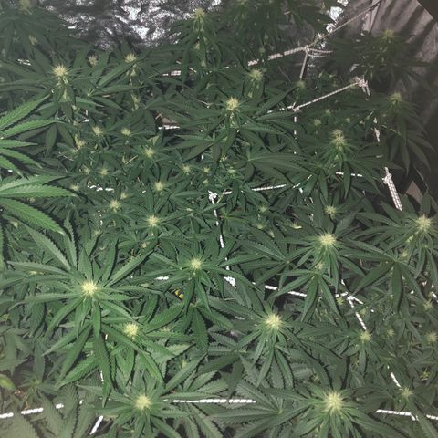 Lsd féminise growlog timeline photo