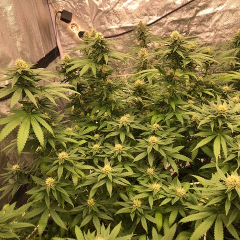 Lsd féminise growlog timeline photo