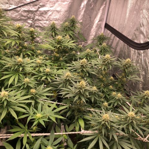Lsd féminise growlog timeline photo