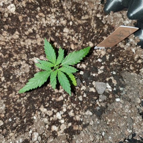 OS#3 Old Seeds #3 growlog timeline photo