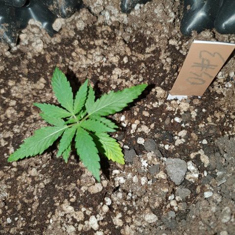 OS#3 Old Seeds #3 growlog timeline photo