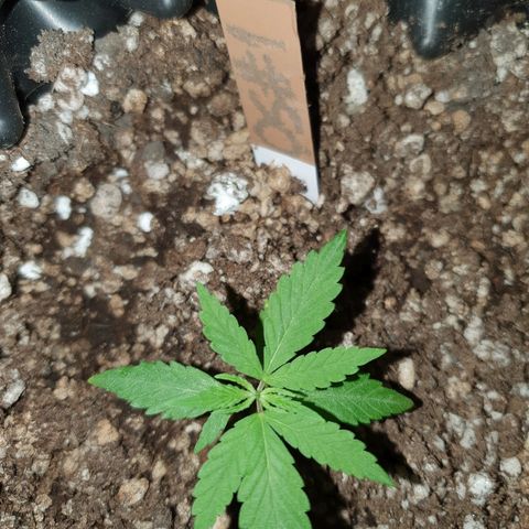 OS#1 Old seeds #1 growlog timeline photo