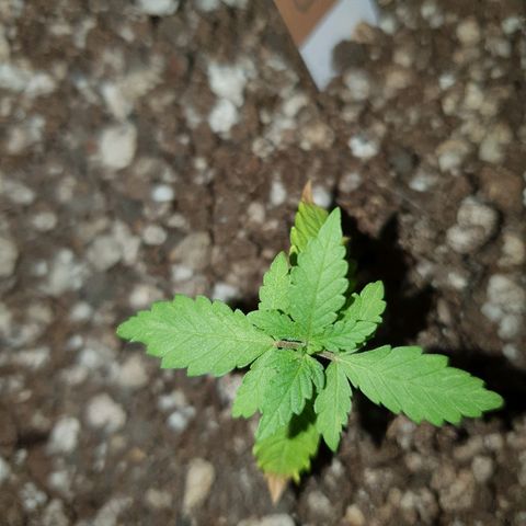 BC#1 Blue Cheese growlog timeline photo