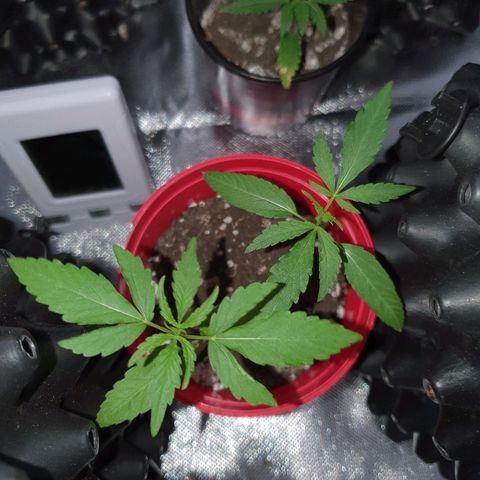 MBC#2 Maybe blue cheese #2 growlog timeline photo