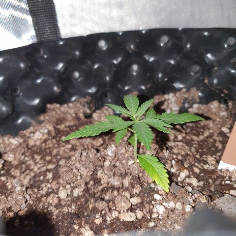 OS#3 Old Seeds #3 growlog timeline photo