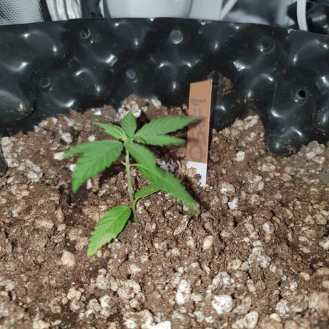 OS#1 Old seeds #1 growlog timeline photo