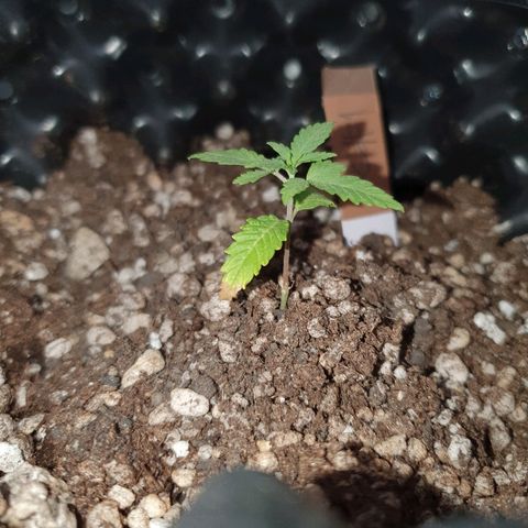 BC#1 Blue Cheese growlog timeline photo