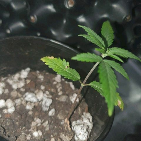 OS#4 Old seeds #4 growlog timeline photo