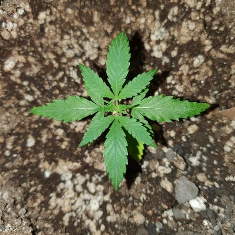 OS#3 Old Seeds #3 growlog timeline photo