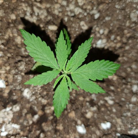 OS#1 Old seeds #1 growlog timeline photo