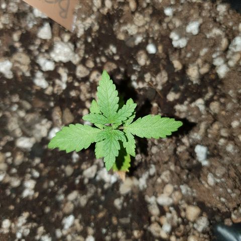 BC#1 Blue Cheese growlog timeline photo