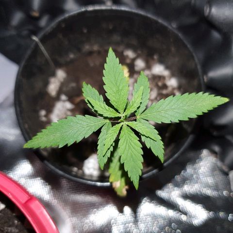 OS#4 Old seeds #4 growlog timeline photo