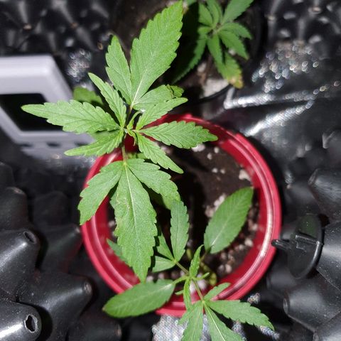 MBC#2 Maybe blue cheese #2 growlog timeline photo