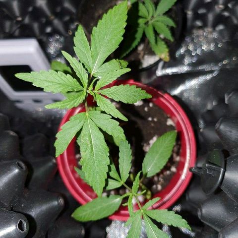 MBC#1 Maybe blue cheese #1 growlog timeline photo
