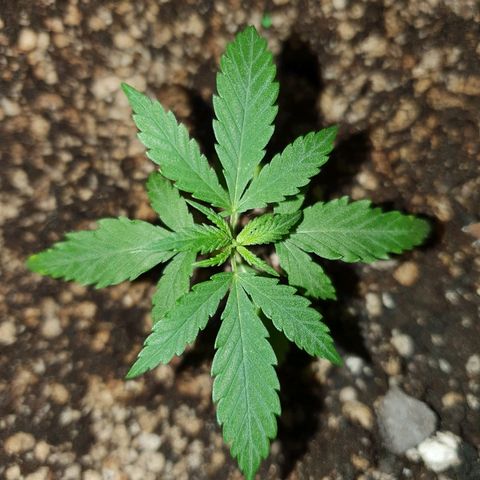 OS#3 Old Seeds #3 growlog timeline photo