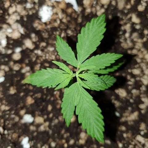 OS#1 Old seeds #1 growlog timeline photo