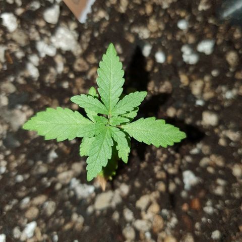 BC#1 Blue Cheese growlog timeline photo