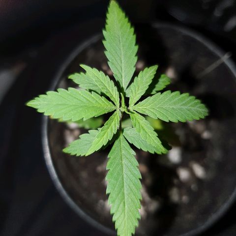 OS#4 Old seeds #4 growlog timeline photo