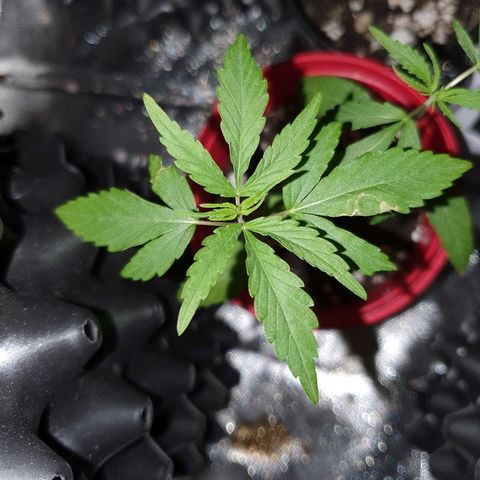 MBC#2 Maybe blue cheese #2 growlog timeline photo