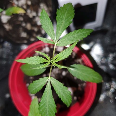 MBC#1 Maybe blue cheese #1 growlog timeline photo