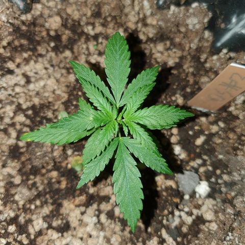 OS#3 Old Seeds #3 growlog timeline photo