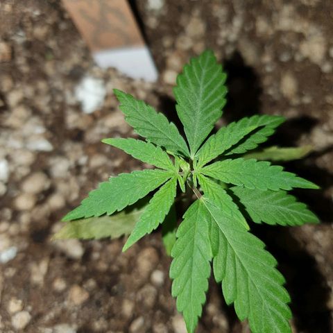 OS#1 Old seeds #1 growlog timeline photo