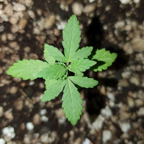 BC#1 Blue Cheese growlog timeline photo