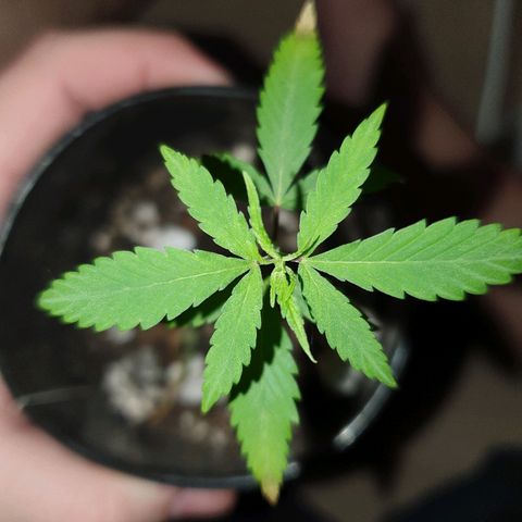 OS#4 Old seeds #4 growlog timeline photo