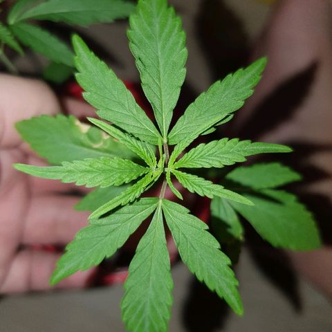 MBC#2 Maybe blue cheese #2 growlog timeline photo