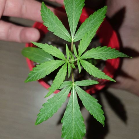 MBC#1 Maybe blue cheese #1 growlog timeline photo